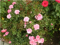 ad6049e2-Picture 3215.jpg